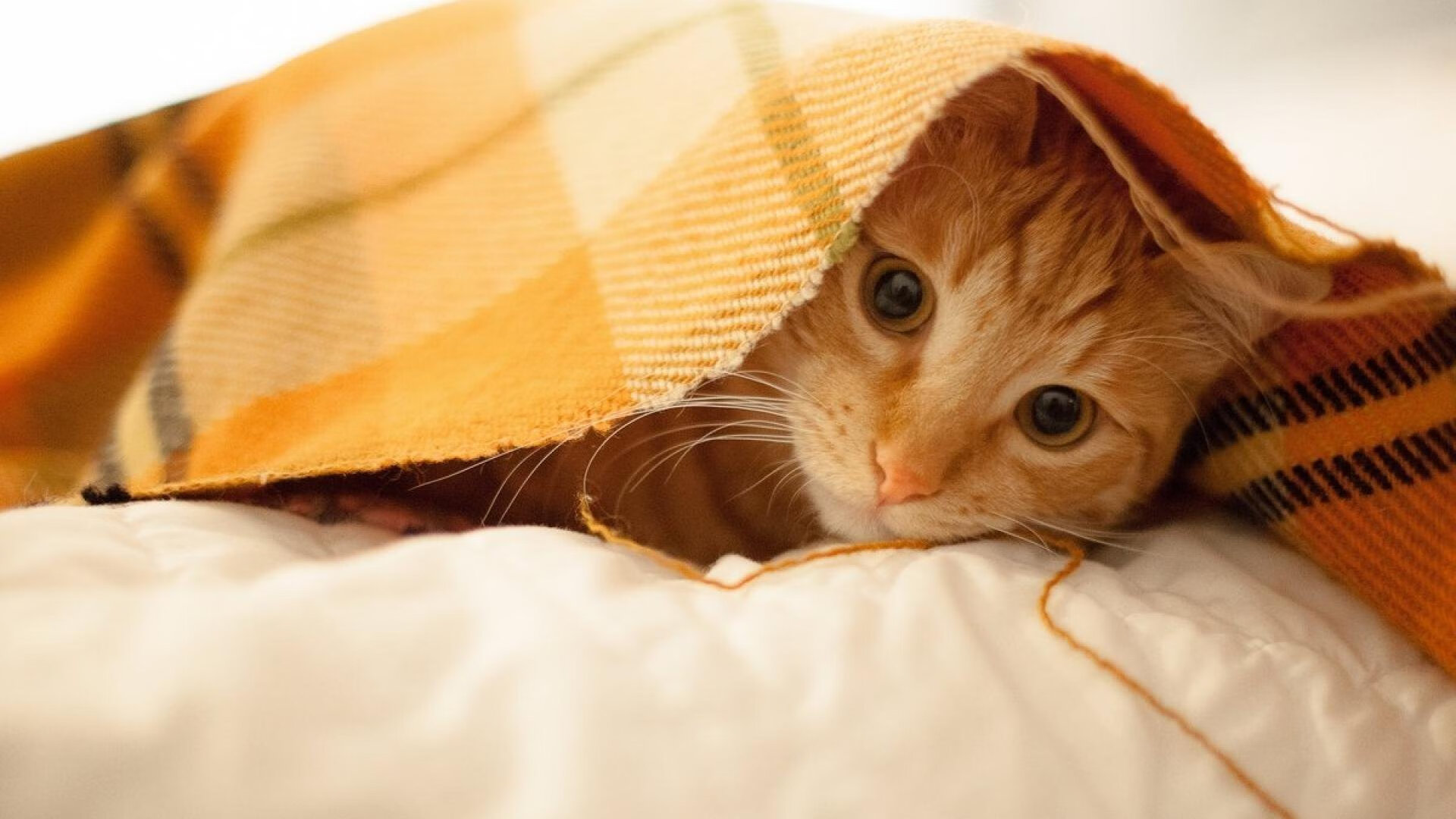 开云下载-胜利的两种面容，当广厦的合唱遇见浓眉的独奏