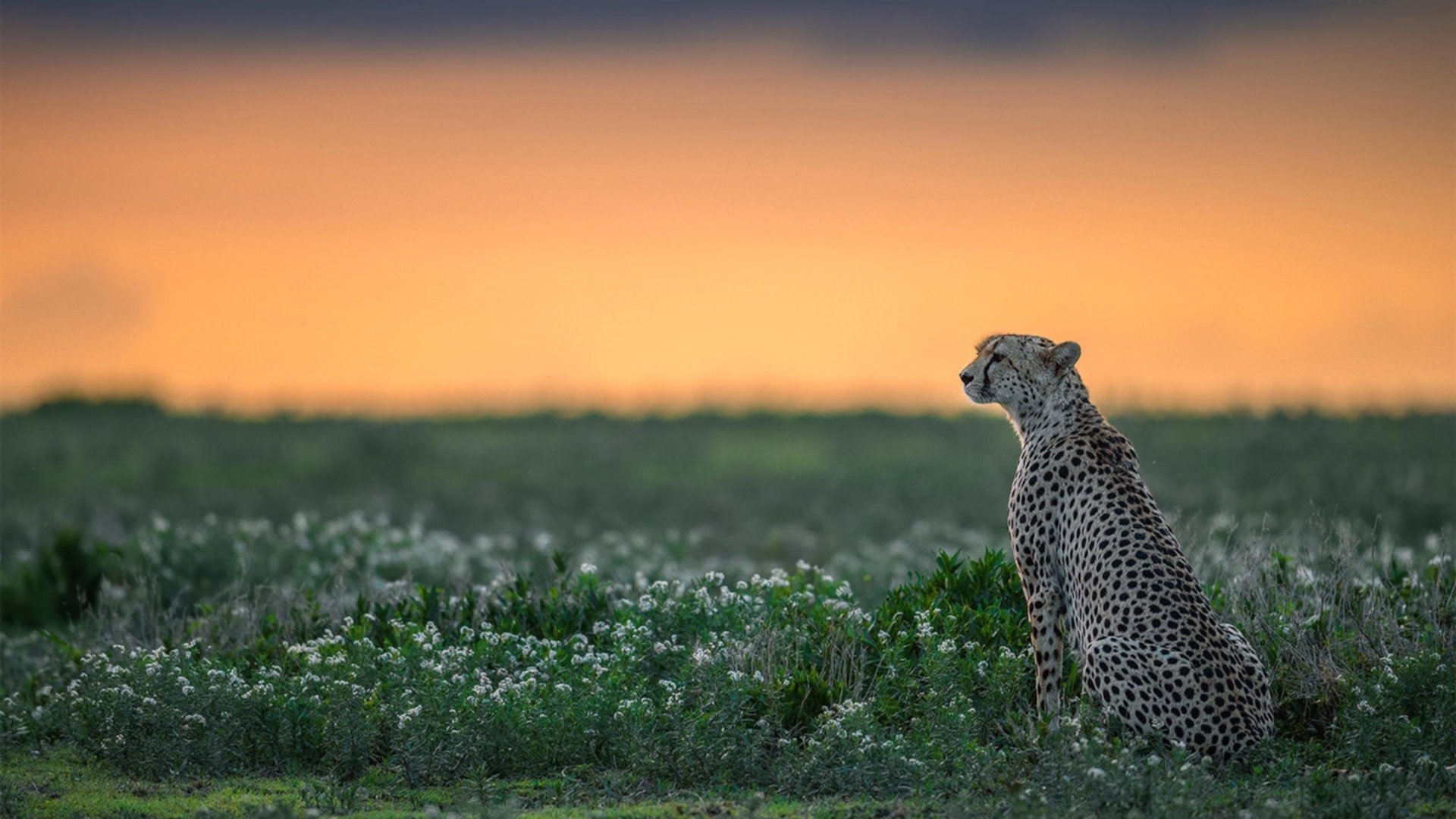 开云体育-中国对阵罗马，巴尔韦德惊艳四座的绿茵传奇