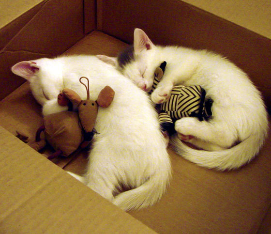 罗德里戈主宰赛场，西班牙力克新西兰，比赛走势尽在掌握