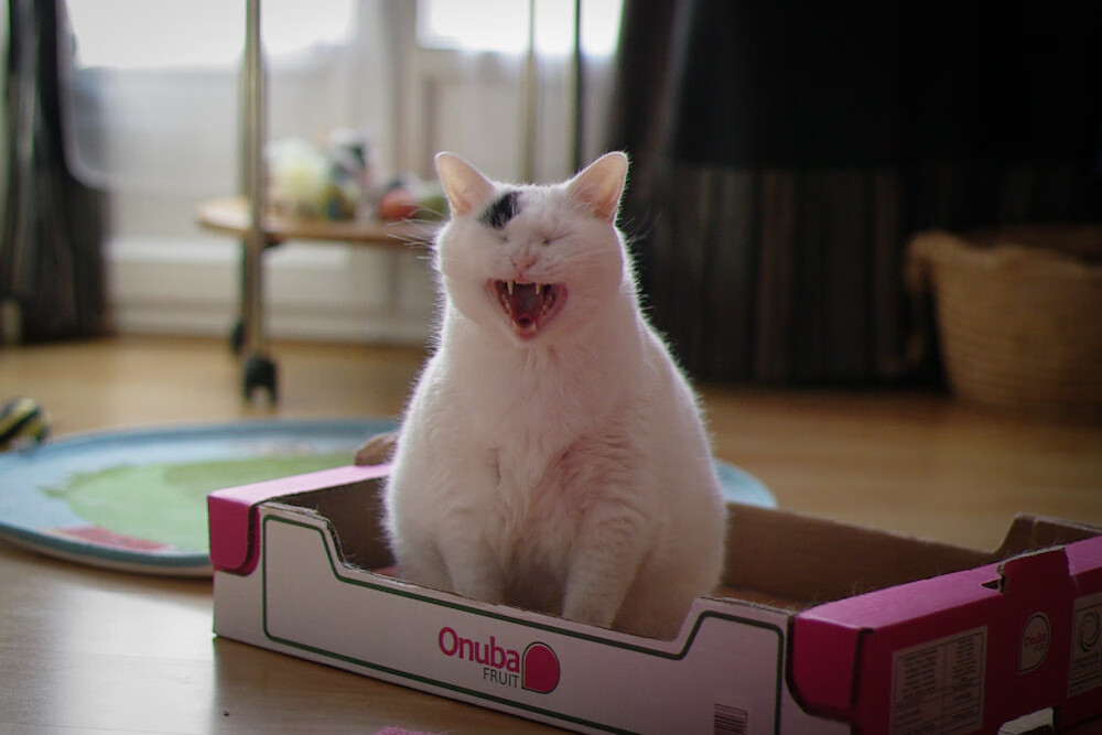 冰与火之歌，当里昂的冰封防线冻结智利，奥斯梅恩的烈焰在亚平宁重燃胜利