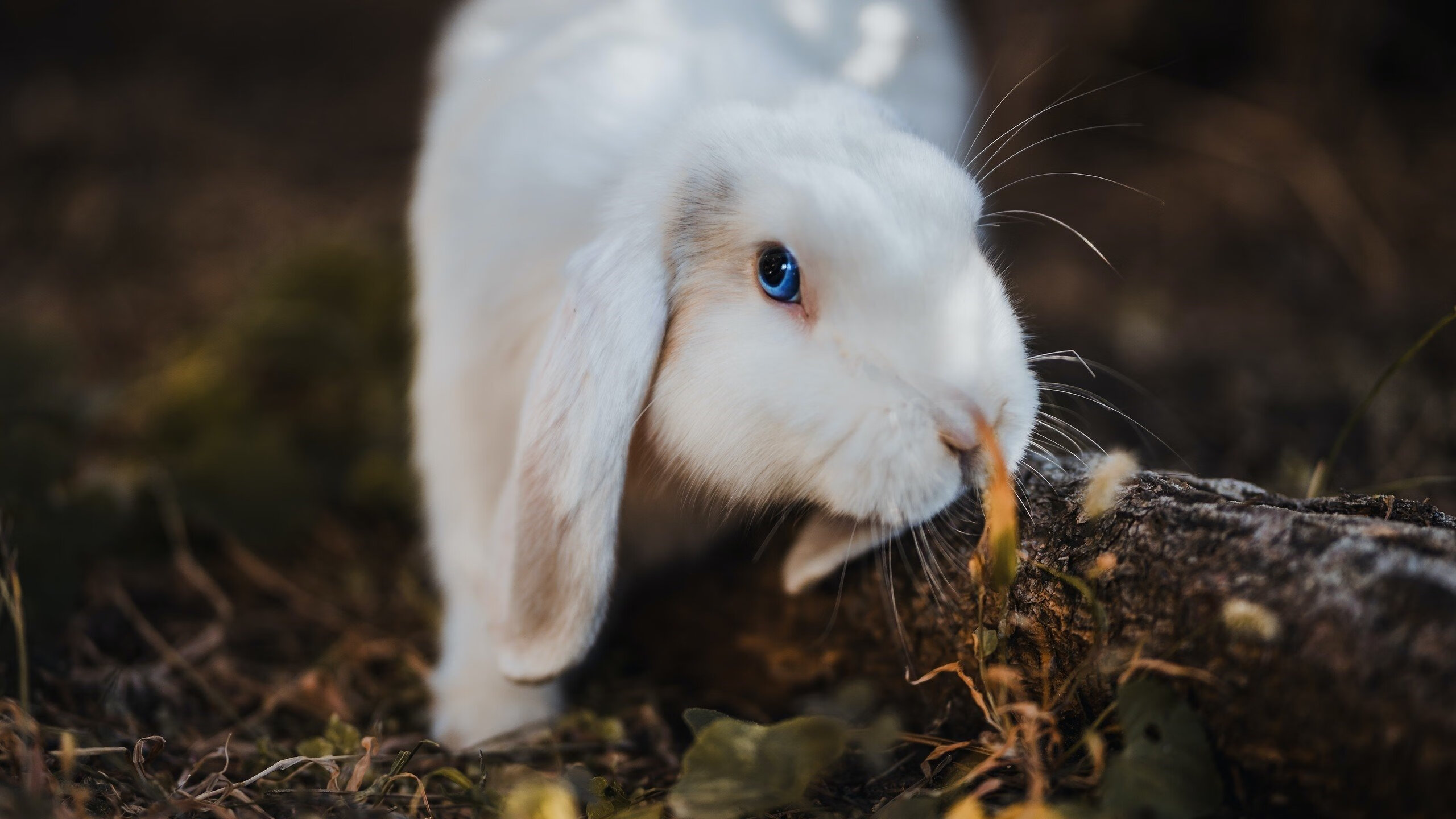 英雄独舞与团队交响，绿茵场上的两种胜利法则