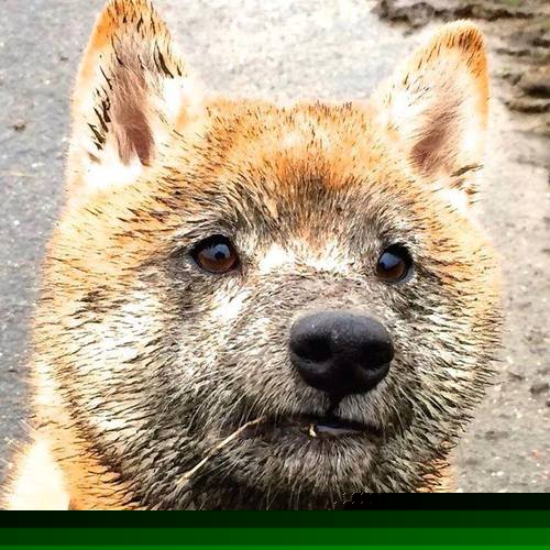 恩比德攻防转换显核心，开拓者末节发力带走公牛