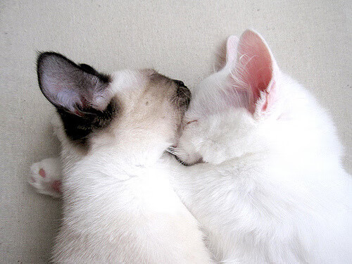 双重奏鸣，雷霆的统治与福克斯的闪耀—当压制与接管共筑竞技史诗