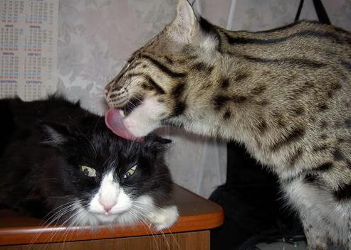 开云体育入口-乔治攻防制霸谱写华丽战役 公牛团队胜利完胜火箭