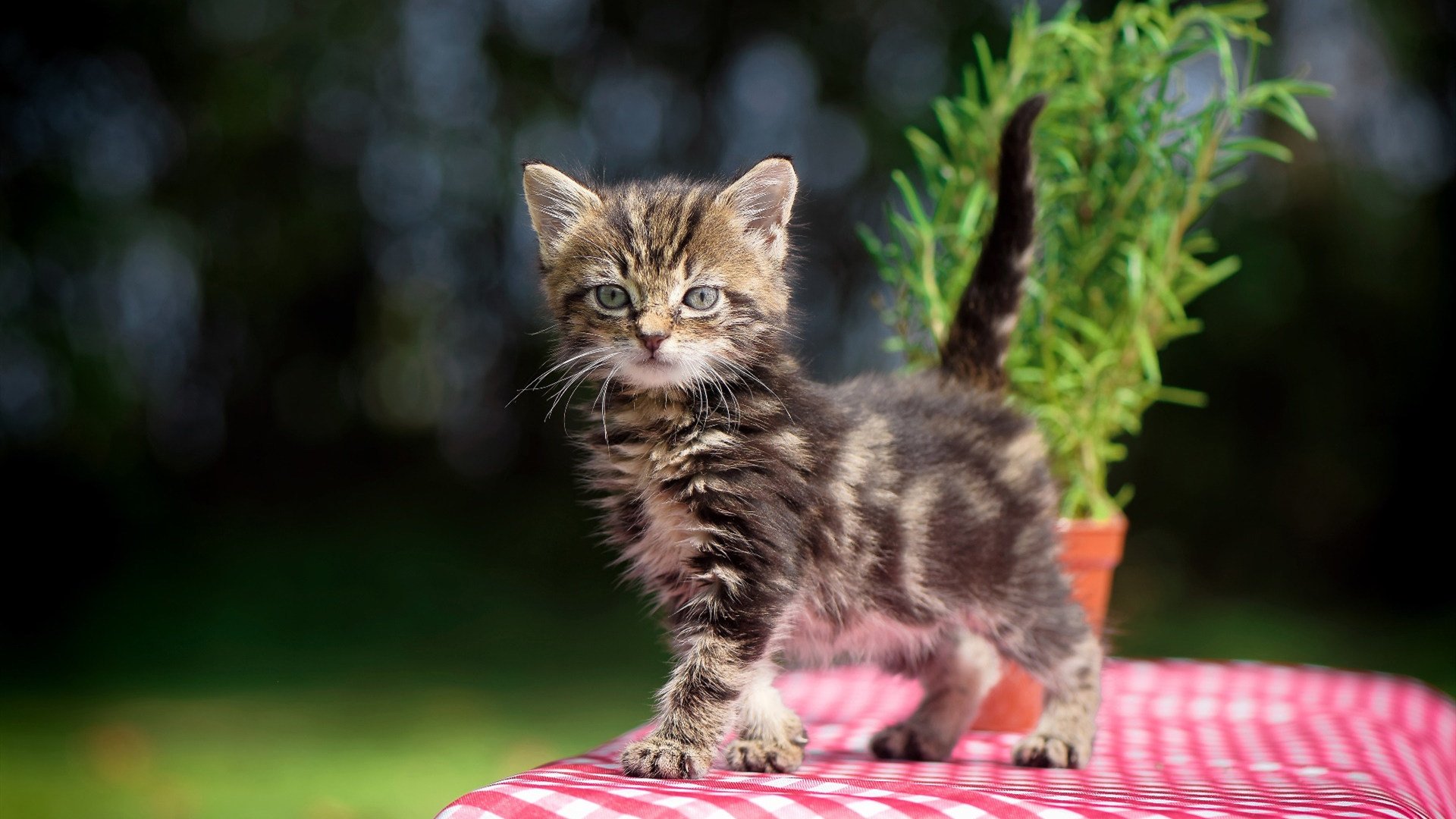 F1街道赛焦点战，希腊车队的压倒性胜利与中国车队的挑战