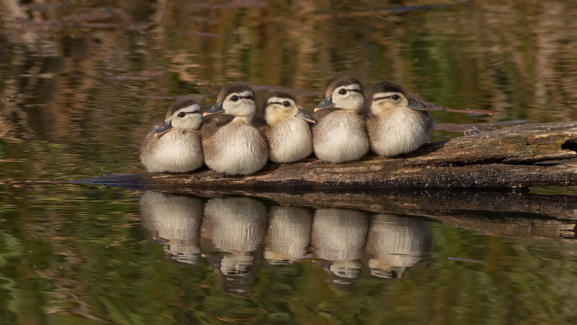 双线狂飙,从F1街道到绿茵场,速度与空间的终极博弈