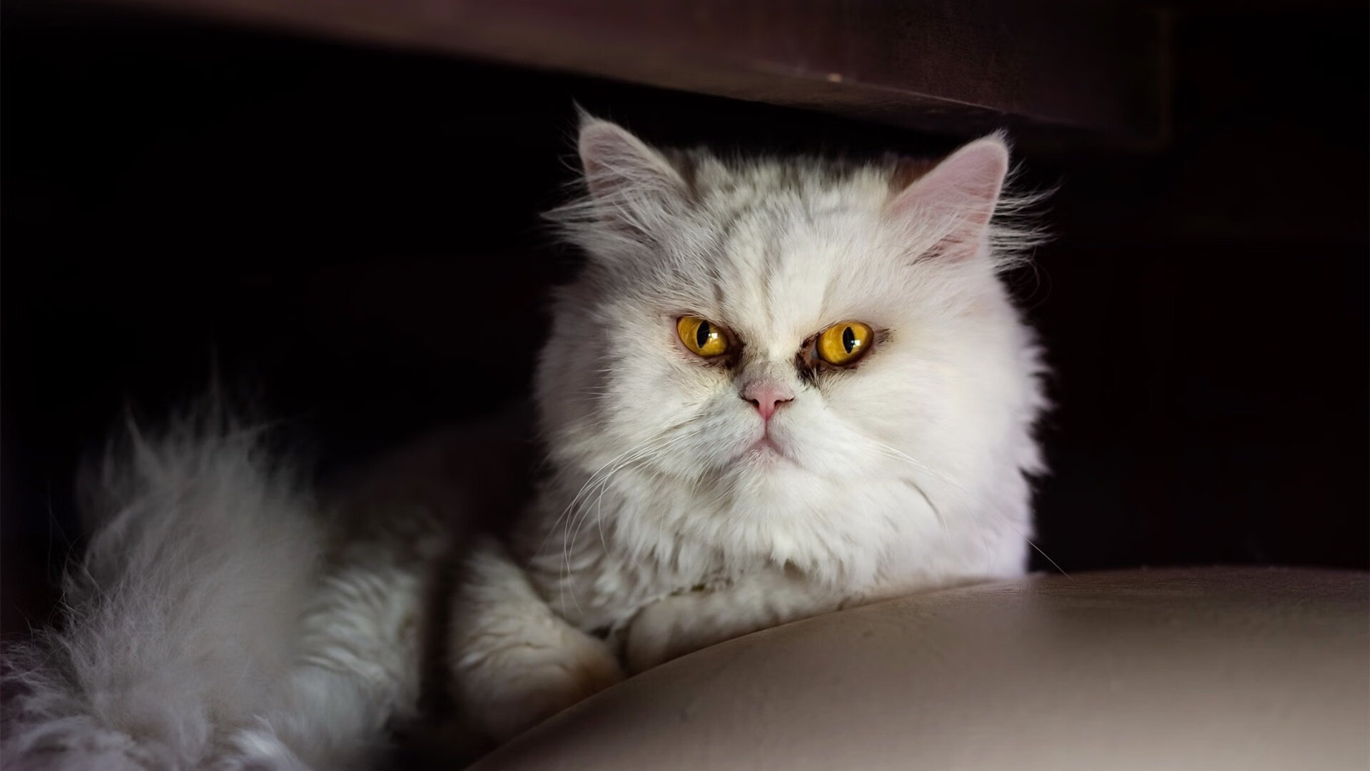 开云体育平台APP-班凯罗引交响狂潮，群狼噬舟显真章