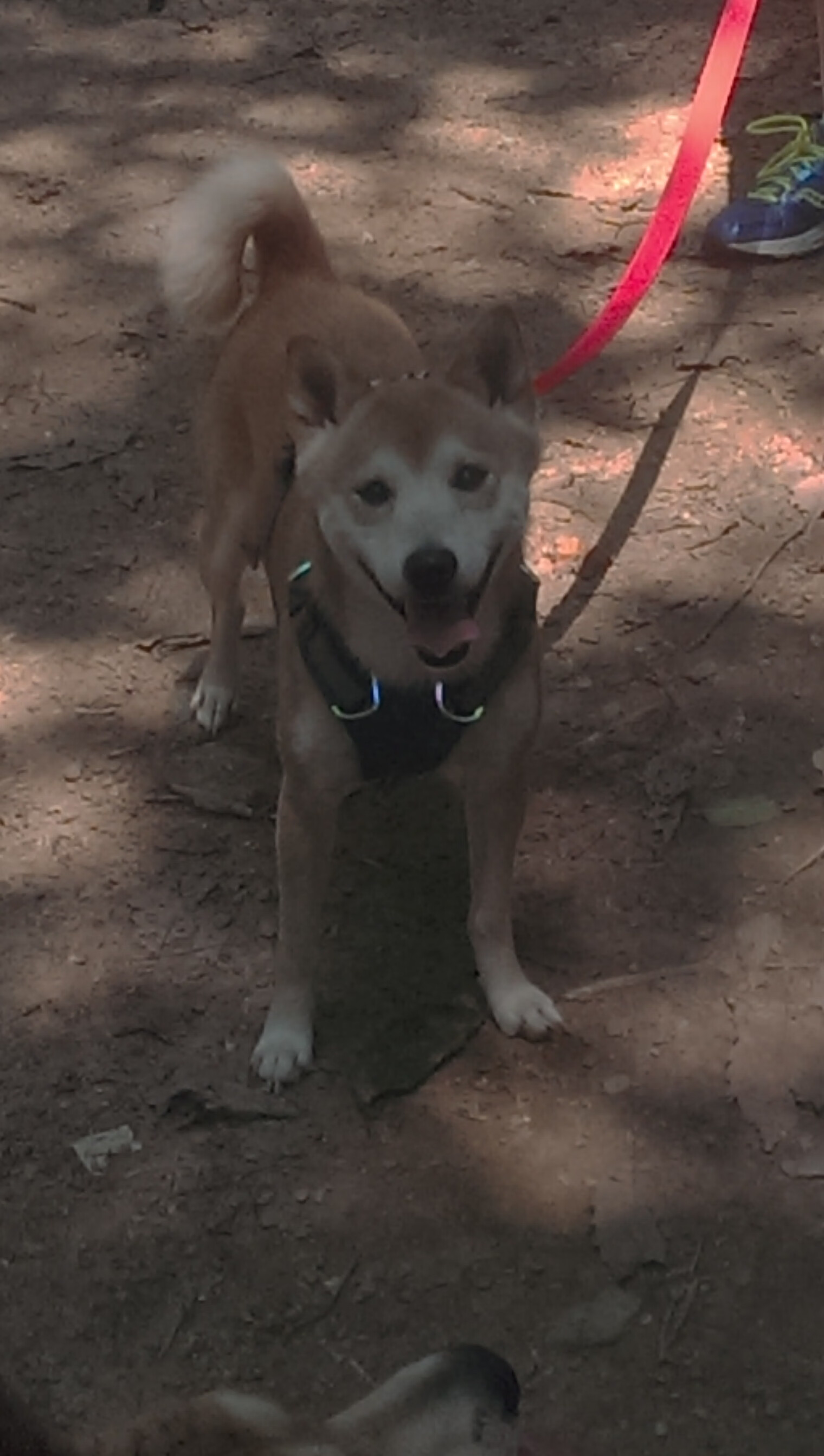 魔术师导演大戏！哈利伯顿末节收割，掘金碾压深圳尽显冠军底蕴