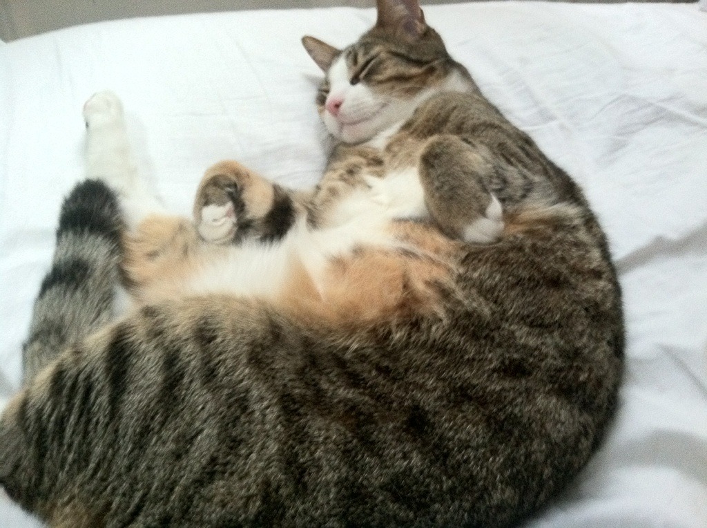 苏格兰对阵皇马，德布劳内的高光盛宴