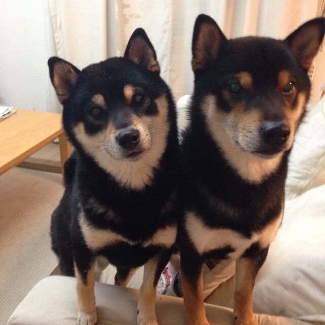 淬炼于硝烟，加冕于舞台，切特的大场面基因如何写就步行者逆转传奇