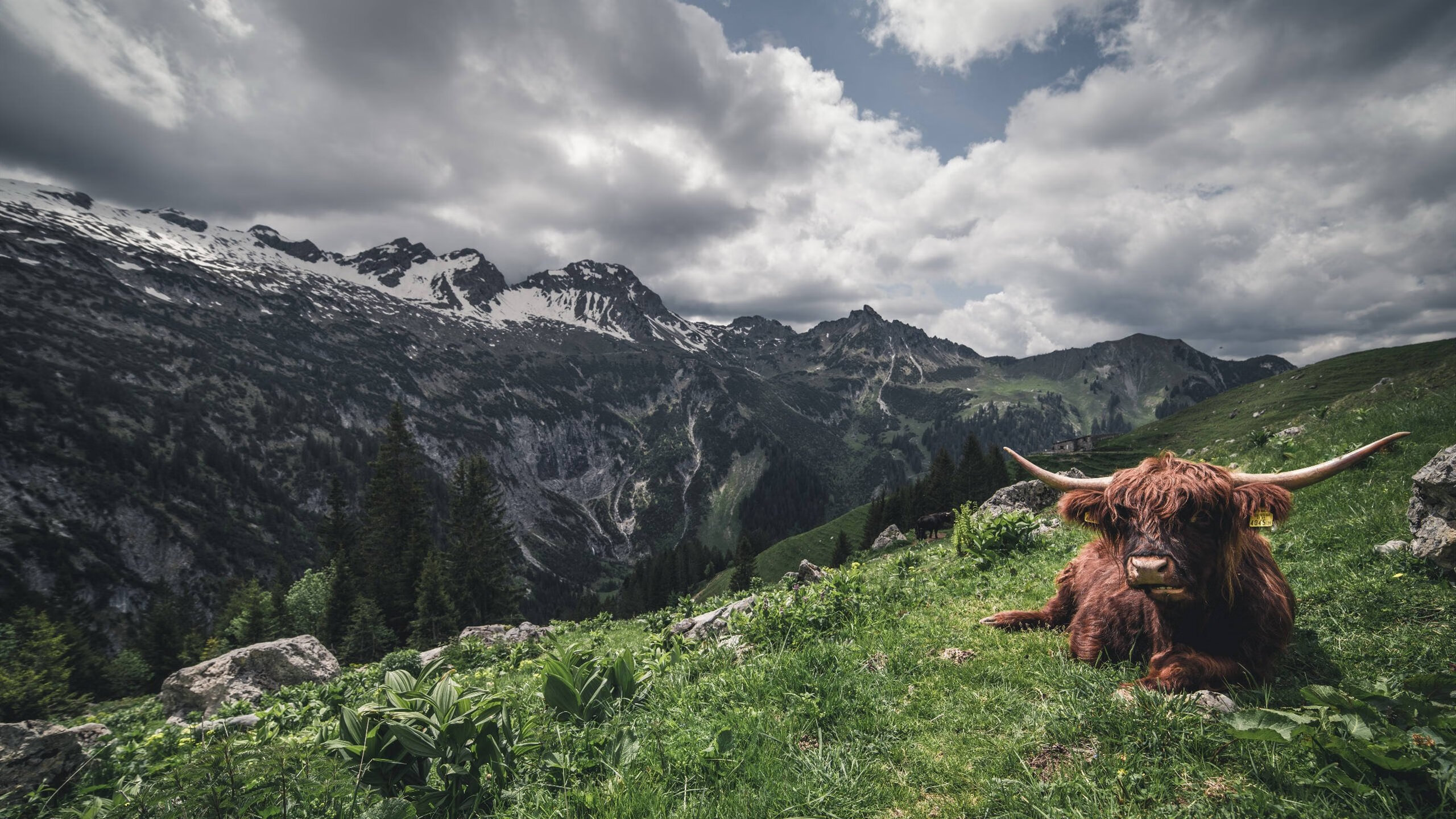 国王淘汰赛过关雄鹿，切特成为关键先生