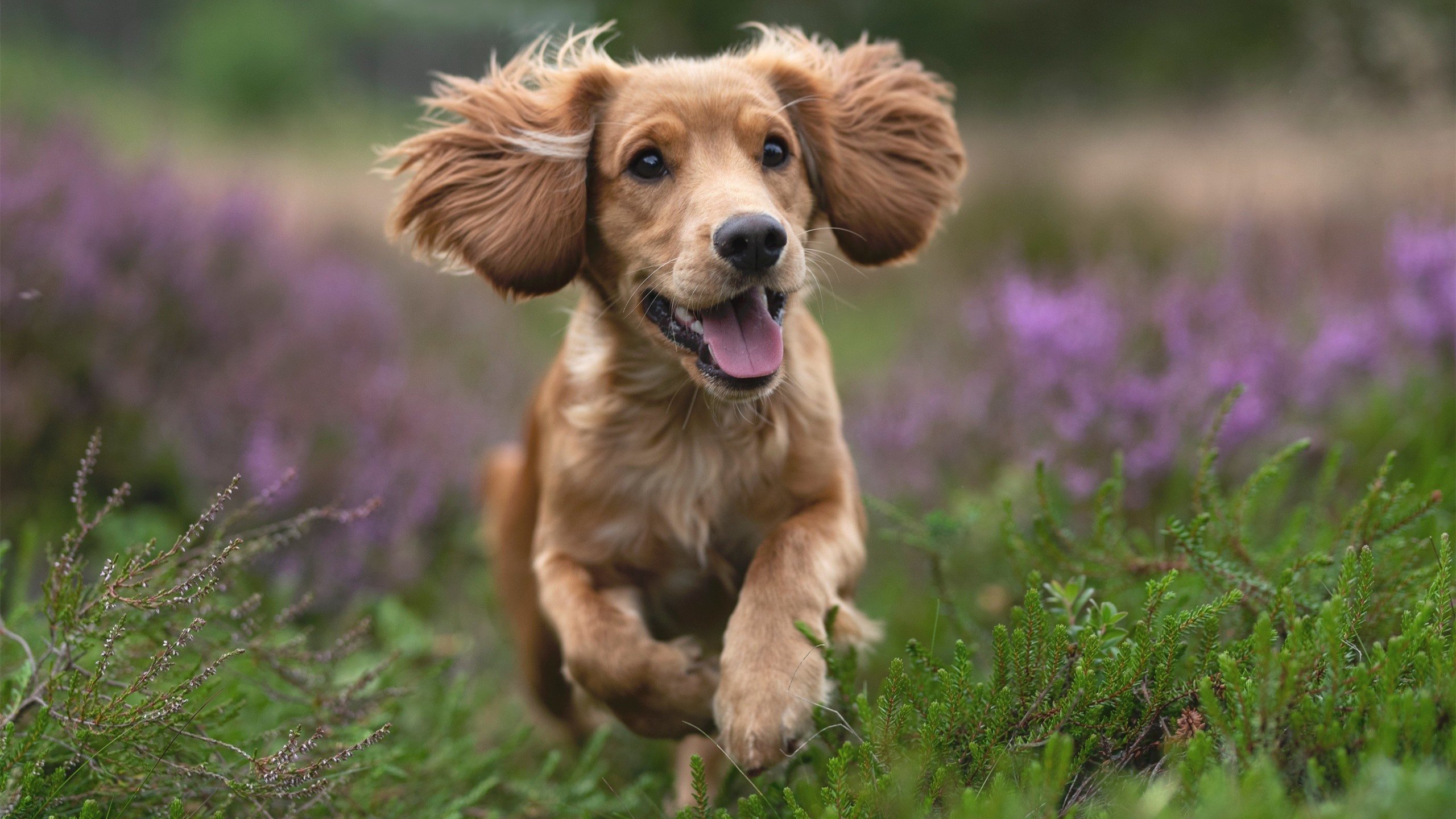 开云体育在线-沙特防线崩盘之夜，布雷默独舞罗马，彻底打爆防线的经典战役